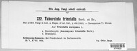 Tuburcinia trientalis image